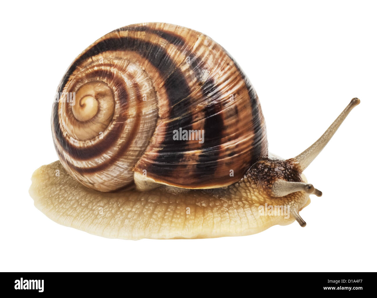 Garden Snail in front of white background. Banque D'Images