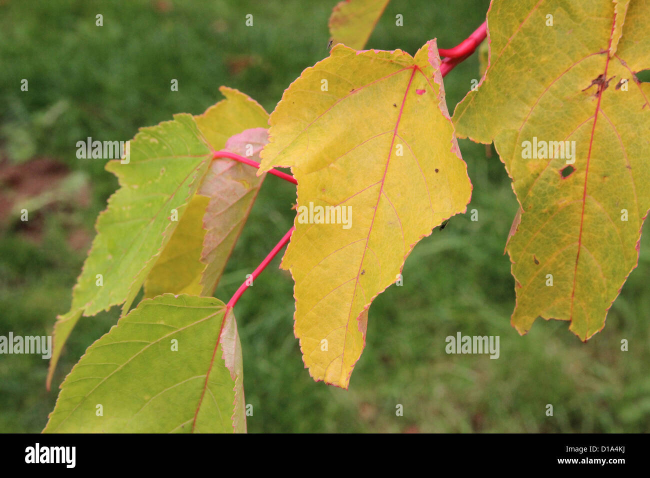 Acer pensylvanicum Erythrocladum ( l'érable de Pennsylvanie, l'Érable ou l'orignal Moosewood Tree ) à l'automne. Un type d'érable Snake-Bark Banque D'Images