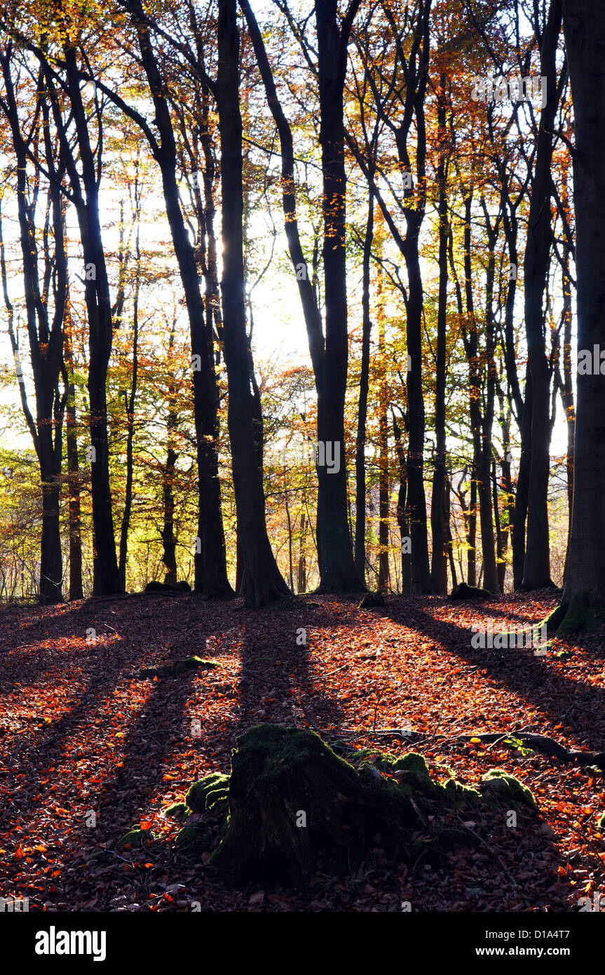 Dans l'herbe d'automne bois forêt bois, Malham, Skipton Banque D'Images