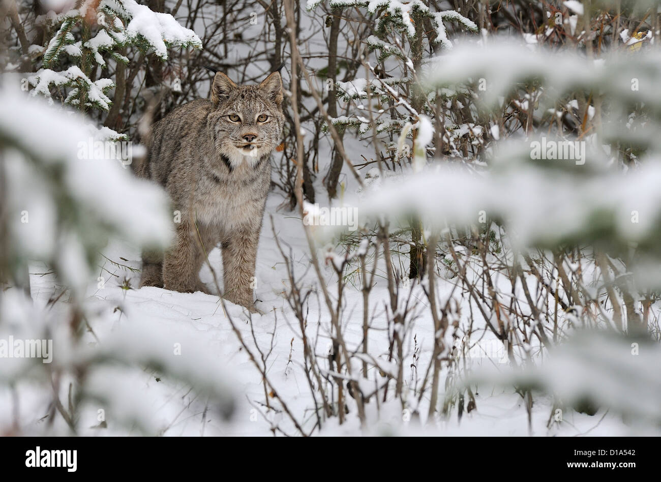Un wild lynx du Canada Comité permanent à la recherche vers l'dans la profonde forêt enneigée du nord de l'Alberta au Canada. Banque D'Images