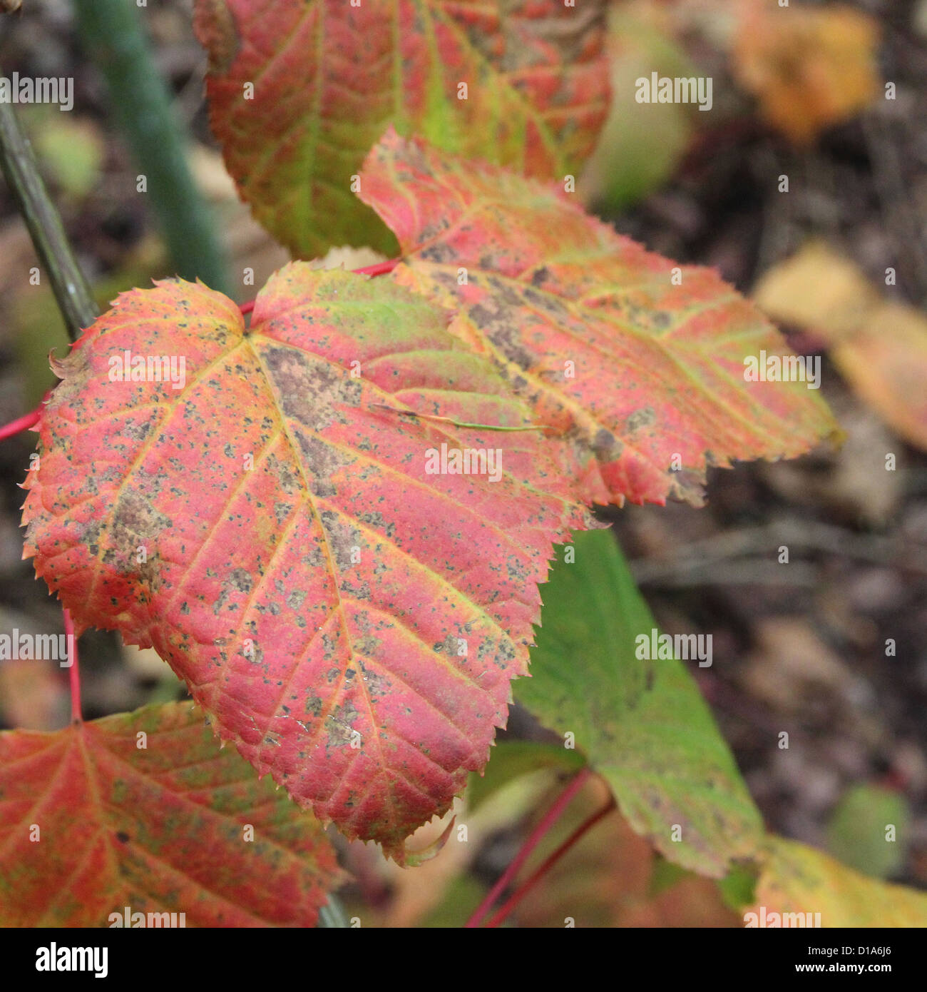 Red Maple Acer capillipes Snake-Bark ( ) Banque D'Images