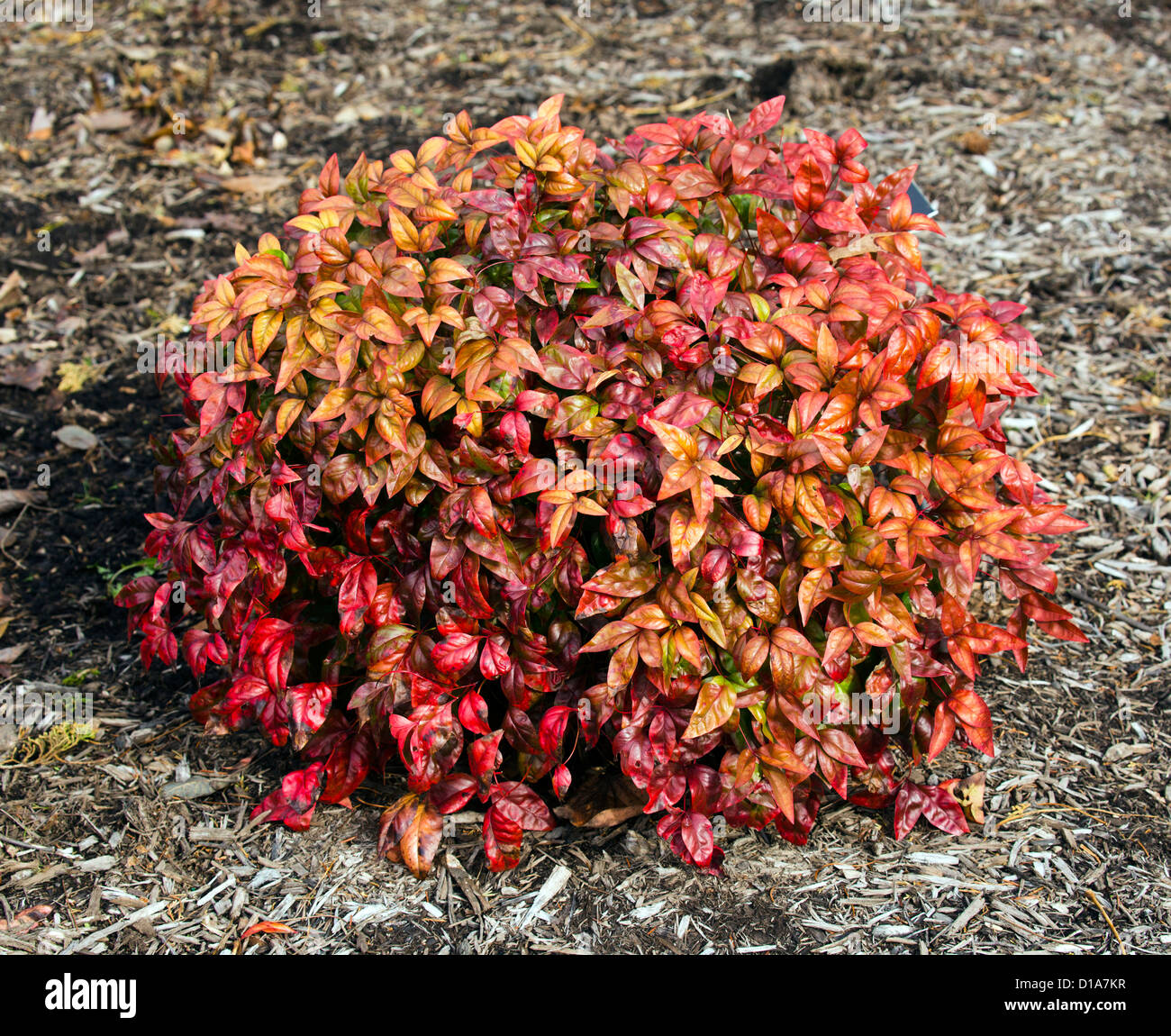 La Nandina domestica bambou céleste feu berberidaceae bush. Banque D'Images
