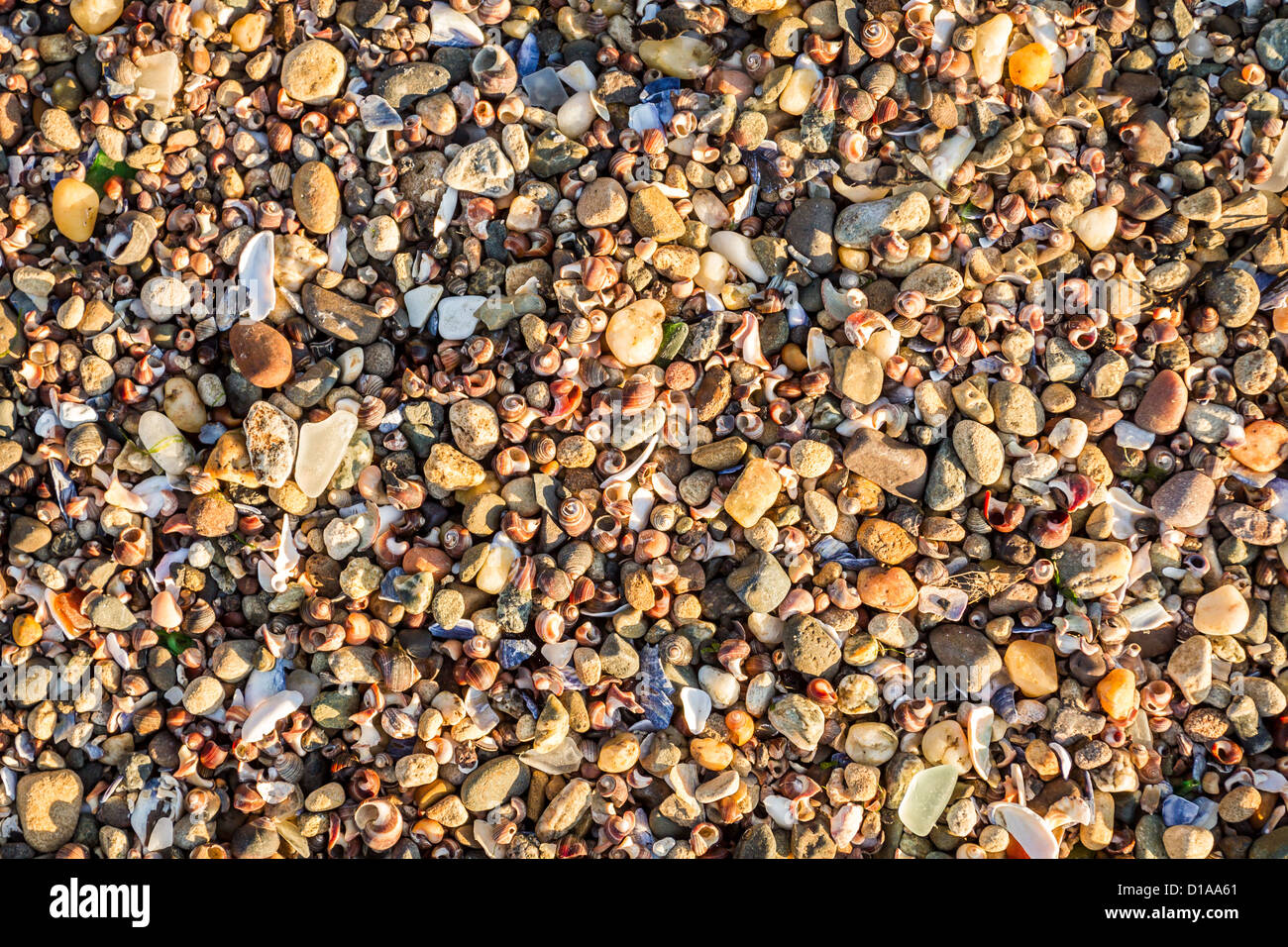 Différents types de coquilles de mer sur le bord de la mer Banque D'Images