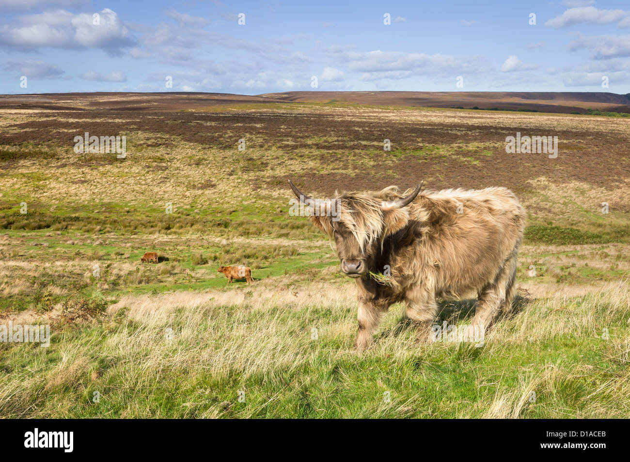 Scottish Highland Cows grazing in landes près de Levisham, North York Moors, Yorkshire, UK. Banque D'Images