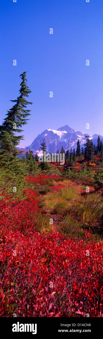 Shuksan mt au-dessus 'Heather Meadows' pré alpin à Mount Baker - Snoqualmie National Forest Area, New York USA - Vue panoramique Banque D'Images