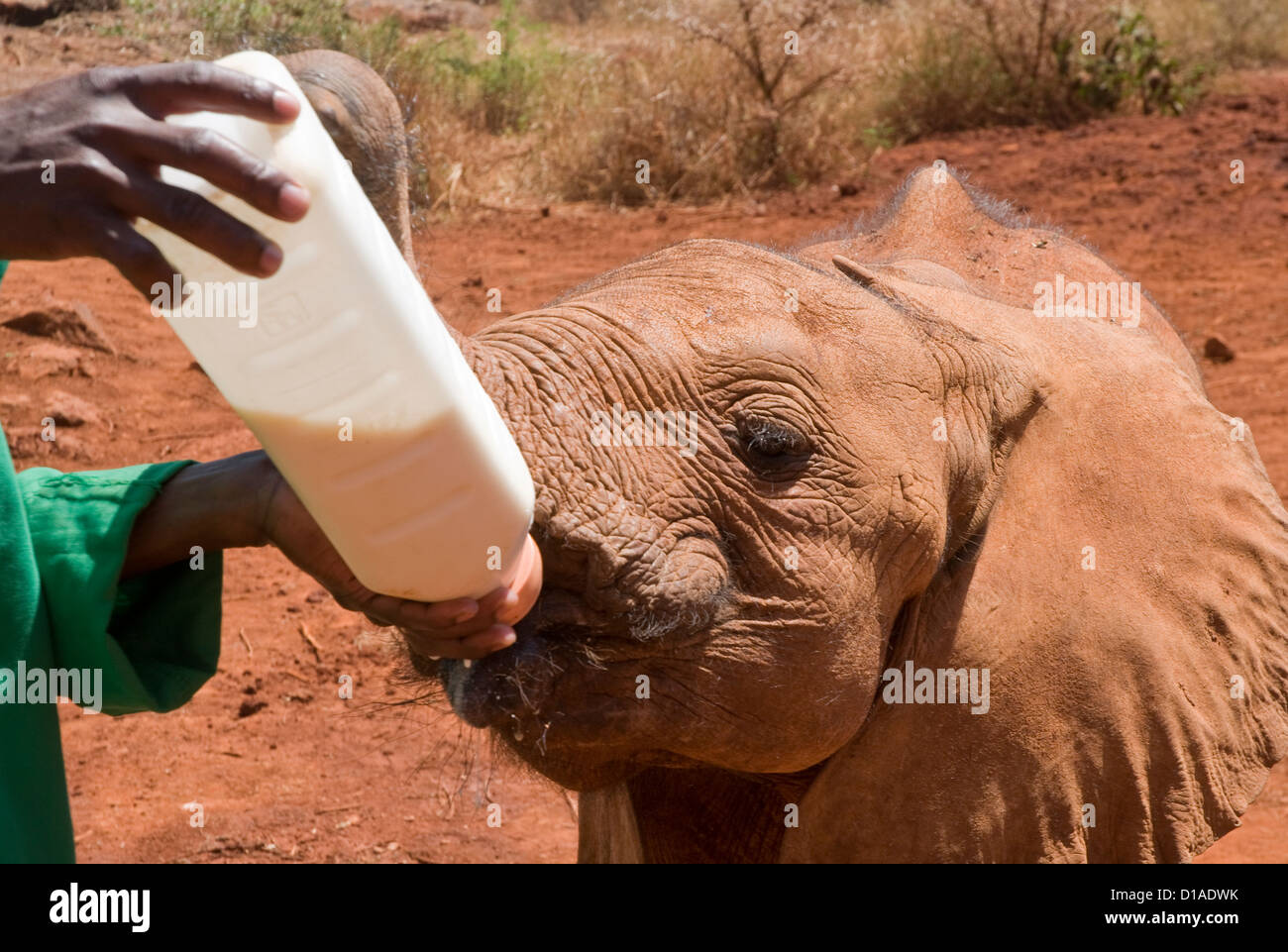 Keeper holding bouteille de formule pour l'éléphant d'orphelins à boire-orphelinat à David Sheldrick Trust Banque D'Images