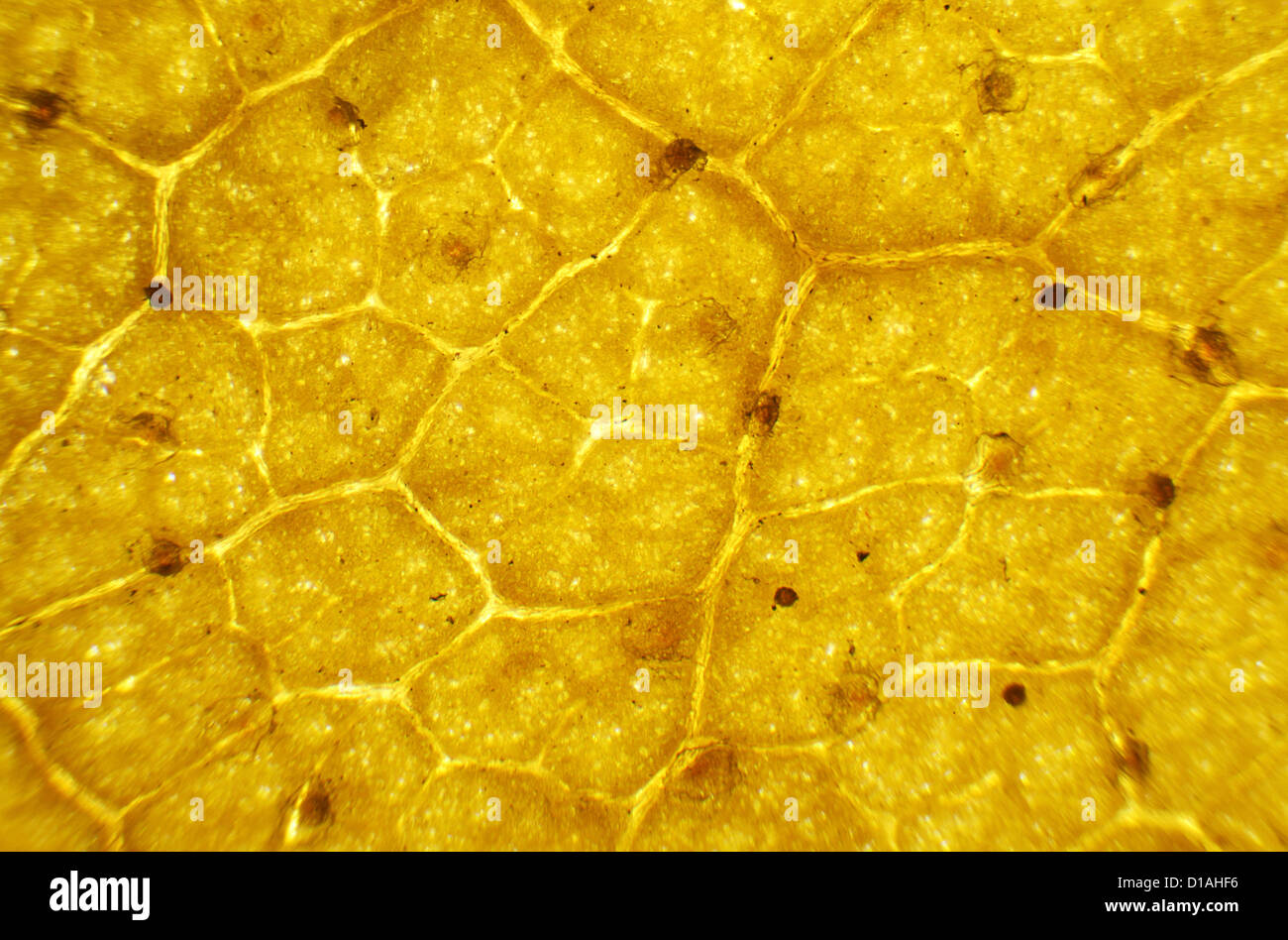 Feuilles de bouleau sous le microscope, l'arrière-plan. (Betula) Banque D'Images