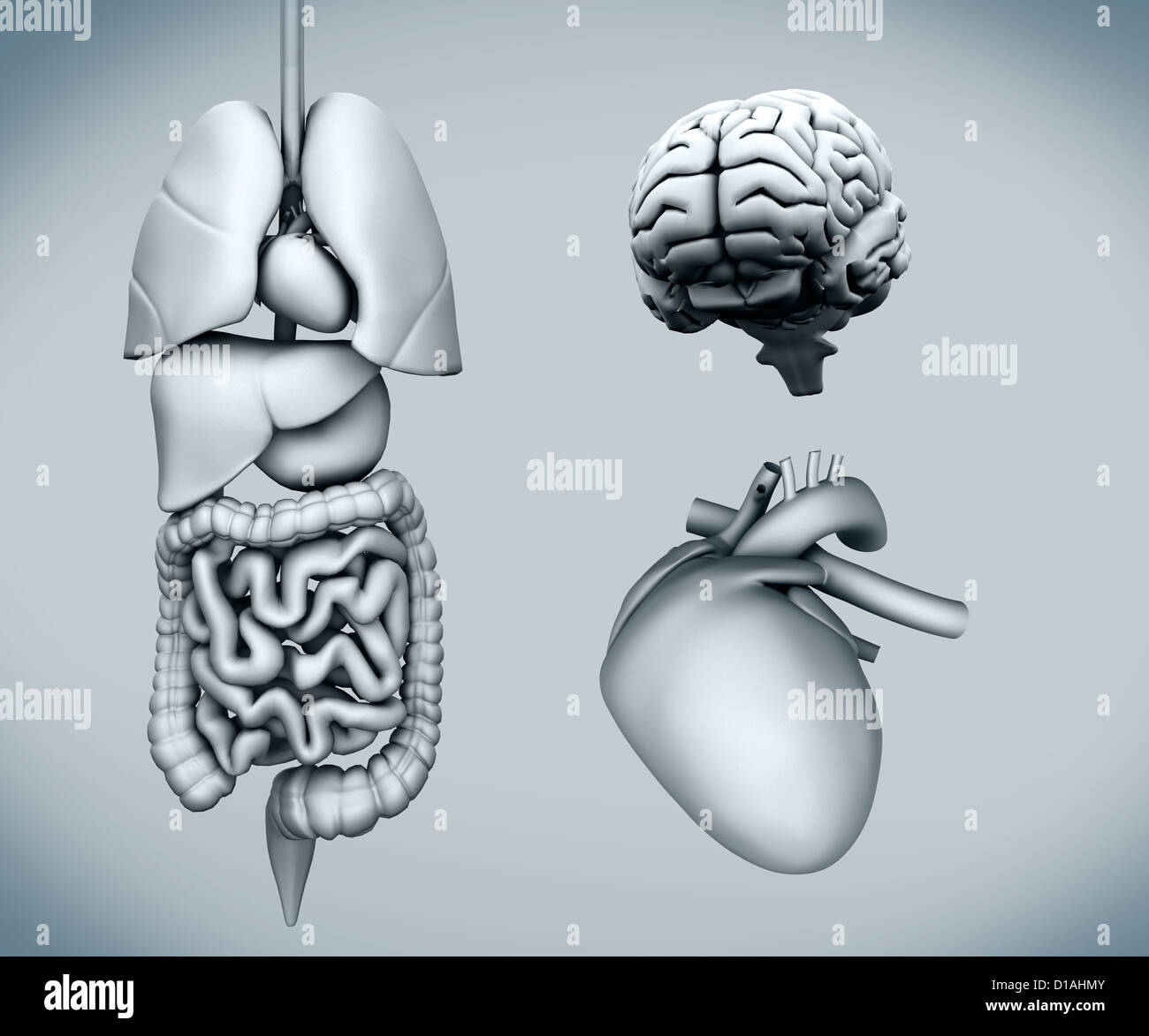 Schéma de principe d'organes humains Banque D'Images