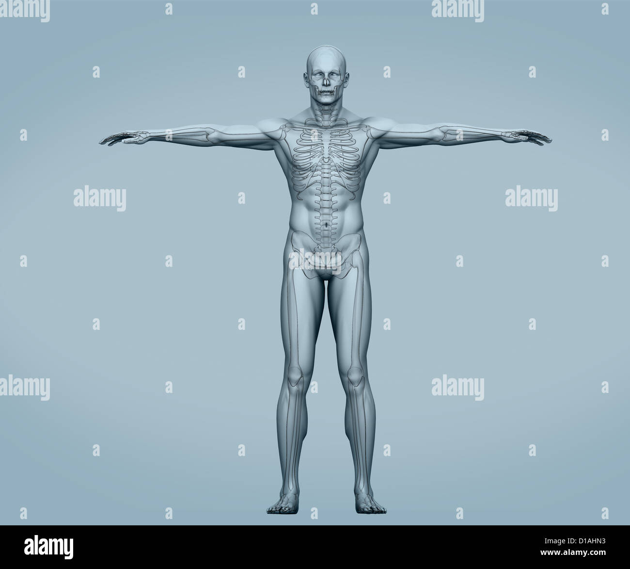 Corps gris avec des muscles du squelette numérique Banque D'Images