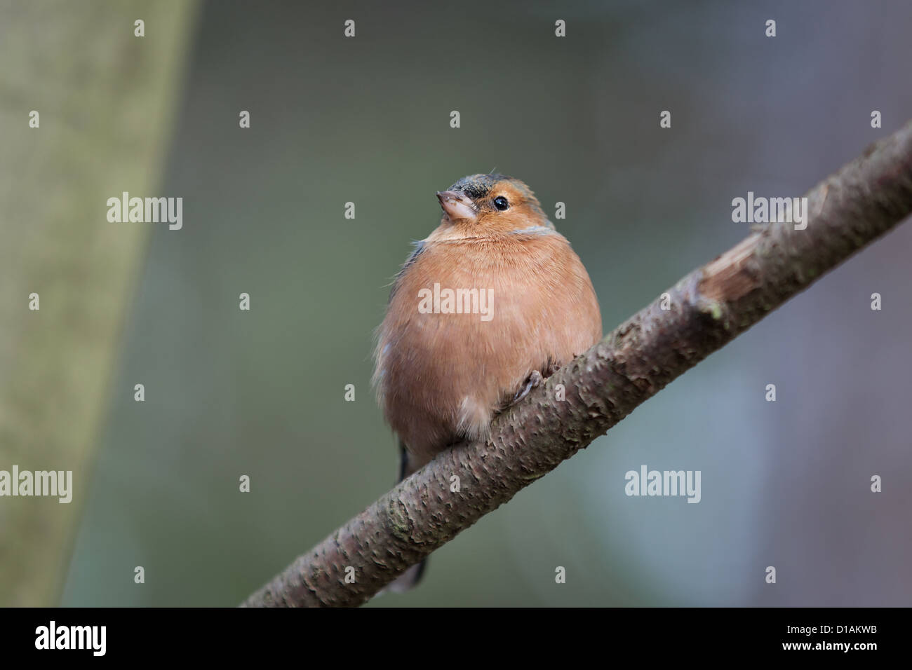 Chaffinch à sur une branche Banque D'Images