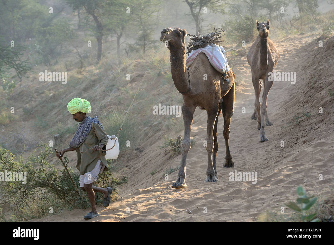 Camel herder marcher avec des chameaux vers le désert. Banque D'Images