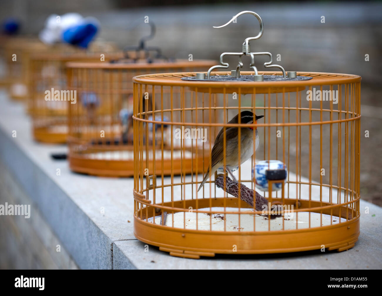 Des oiseaux chanteurs en cage, Beijing, Chine Photo Stock - Alamy