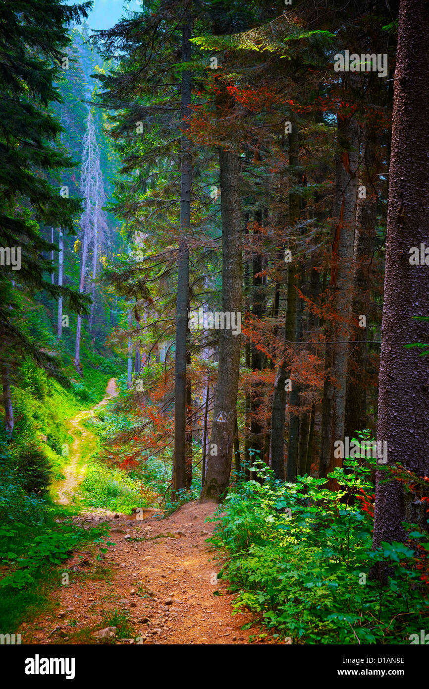 Sentier de forêt en automne à Durau dans les montagnes des Carpates, en Roumanie. Banque D'Images