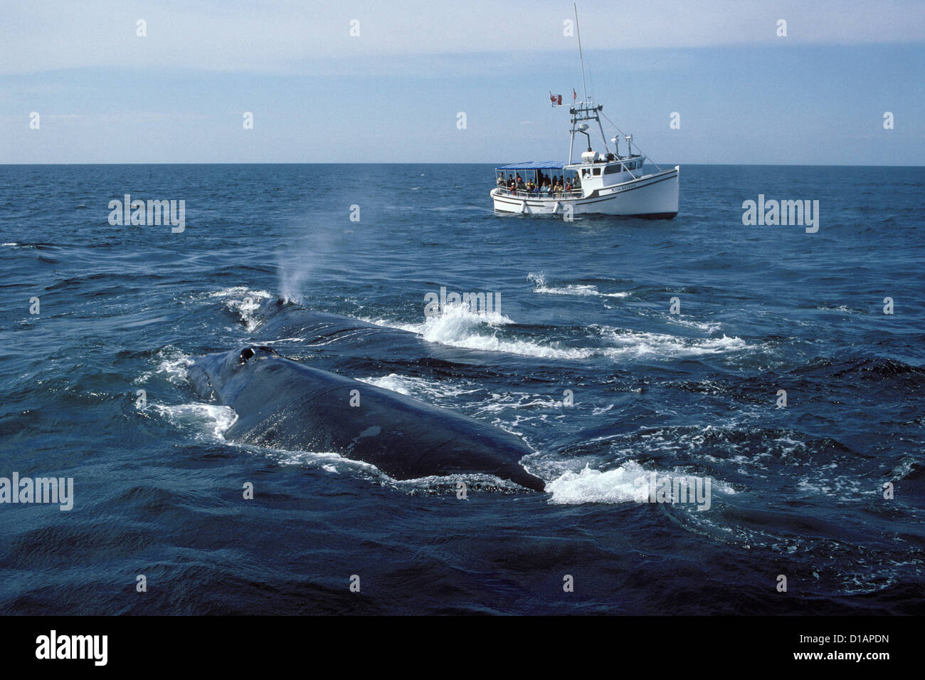 La baleine noire du nord.Eubalaena glacialis.Regarder le nord de baleines noires dans la baie de Fundy, Nouveau-Brunswick, Canada Banque D'Images