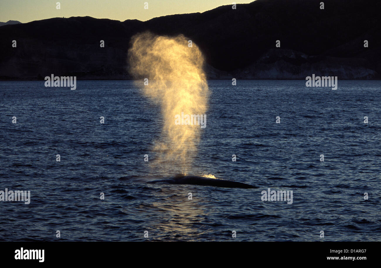 Rorqual bleu Balaenoptera musculus..photographié dans le golfe de Californie (Mer de Cortez), Mexique Banque D'Images