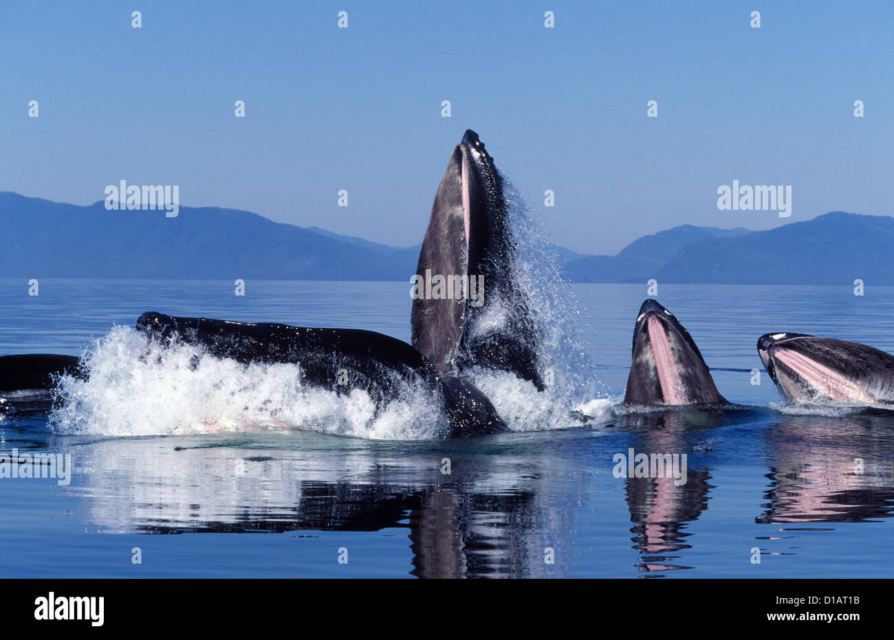 .Baleine à bosse Megaptera novaeangliae.alimentation Coopérative d'alimentation de filet (la bulle).Le sud-est de l'Alaska Banque D'Images