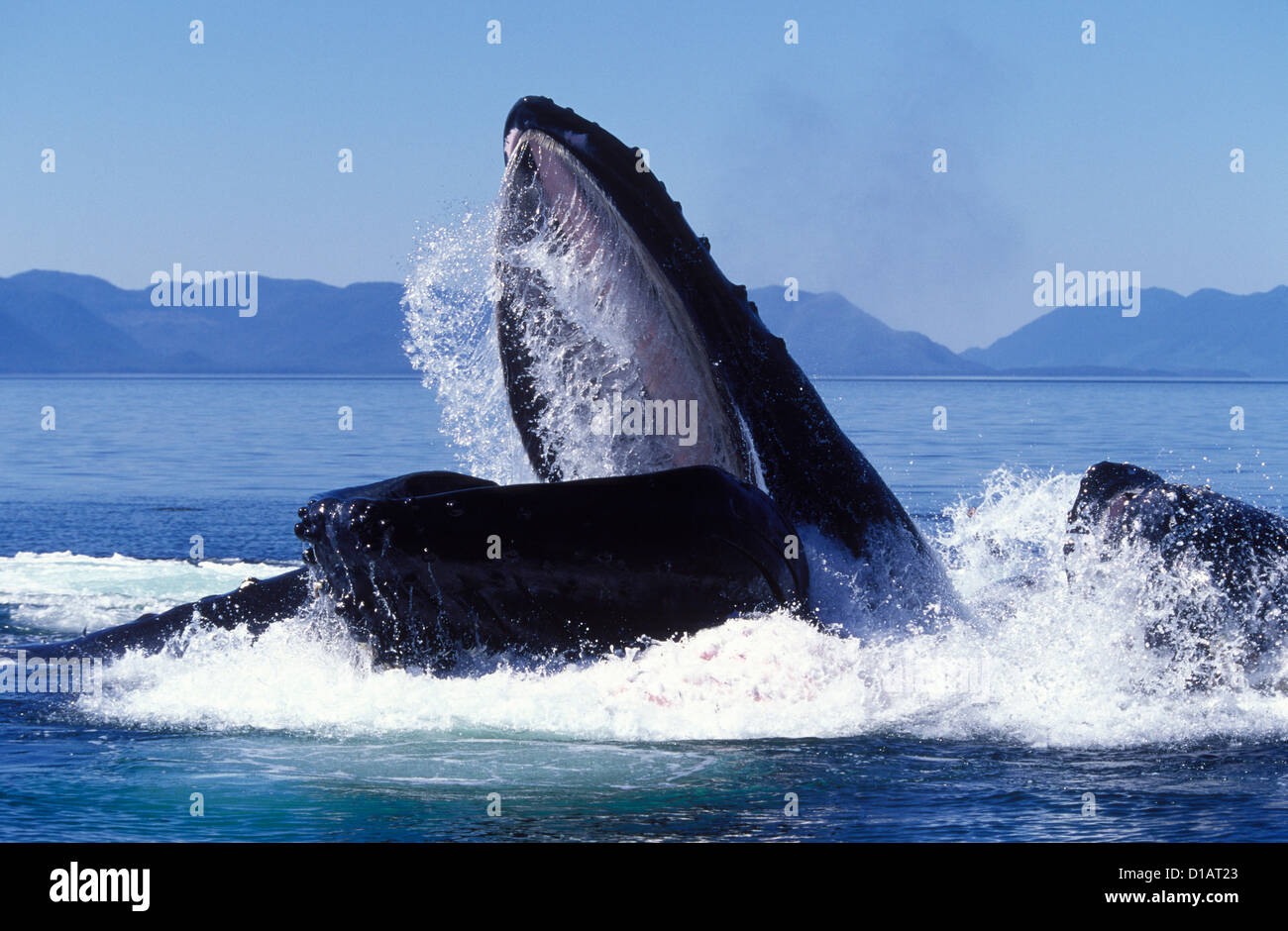 .Baleine à bosse Megaptera novaeangliae.alimentation Coopérative d'alimentation de filet (la bulle).Le sud-est de l'Alaska Banque D'Images