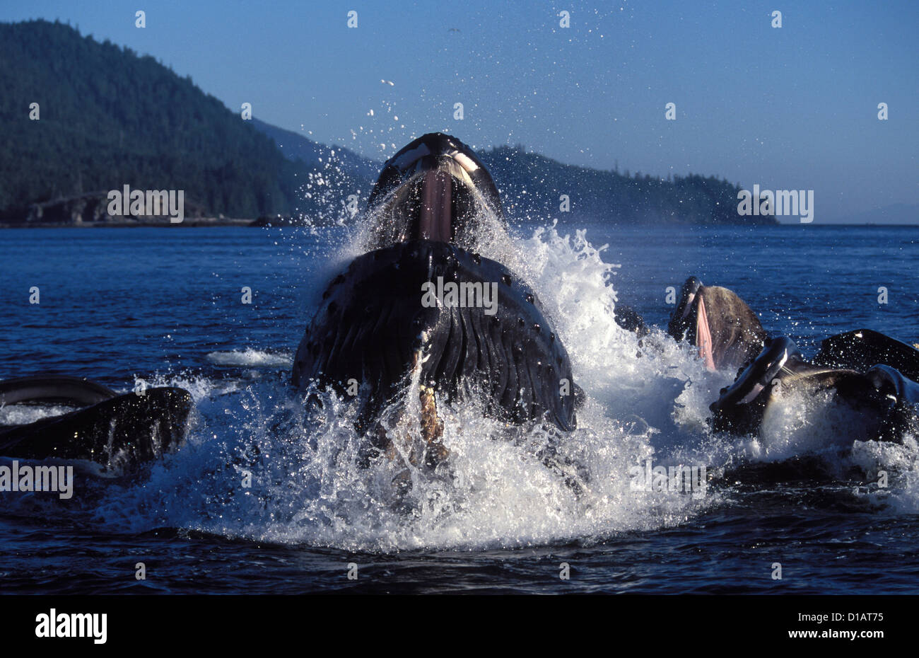 .Baleine à bosse Megaptera novaeangliae.alimentation Coopérative d'alimentation de filet (la bulle).Le sud-est de l'Alaska Banque D'Images