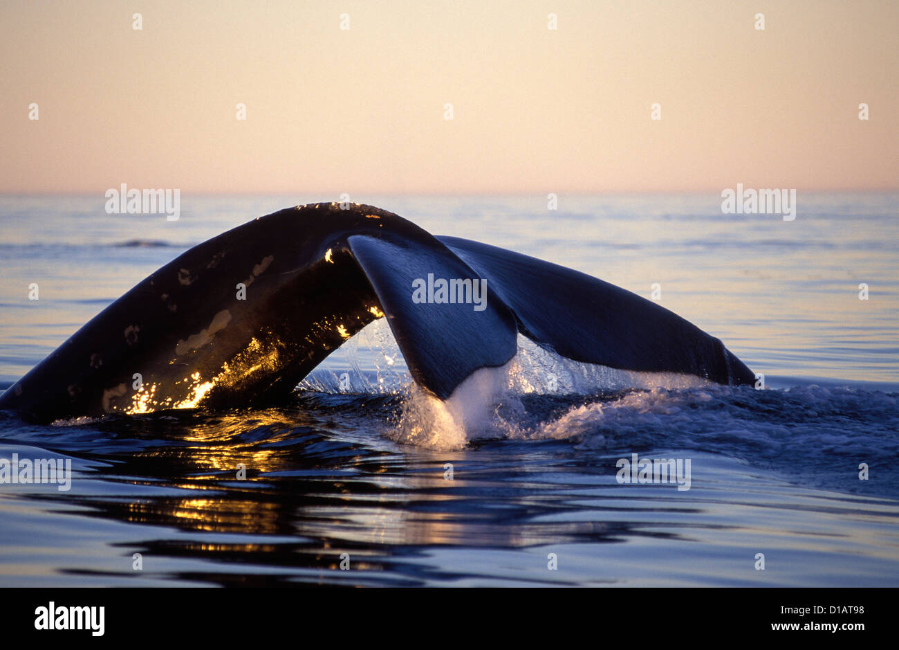 La baleine noire du nord.Eubalaena glacialis.Plongée sous-marine, en fin d'après-midi. .Dans la baie de Fundy, Nouveau-Brunswick, Canada Banque D'Images