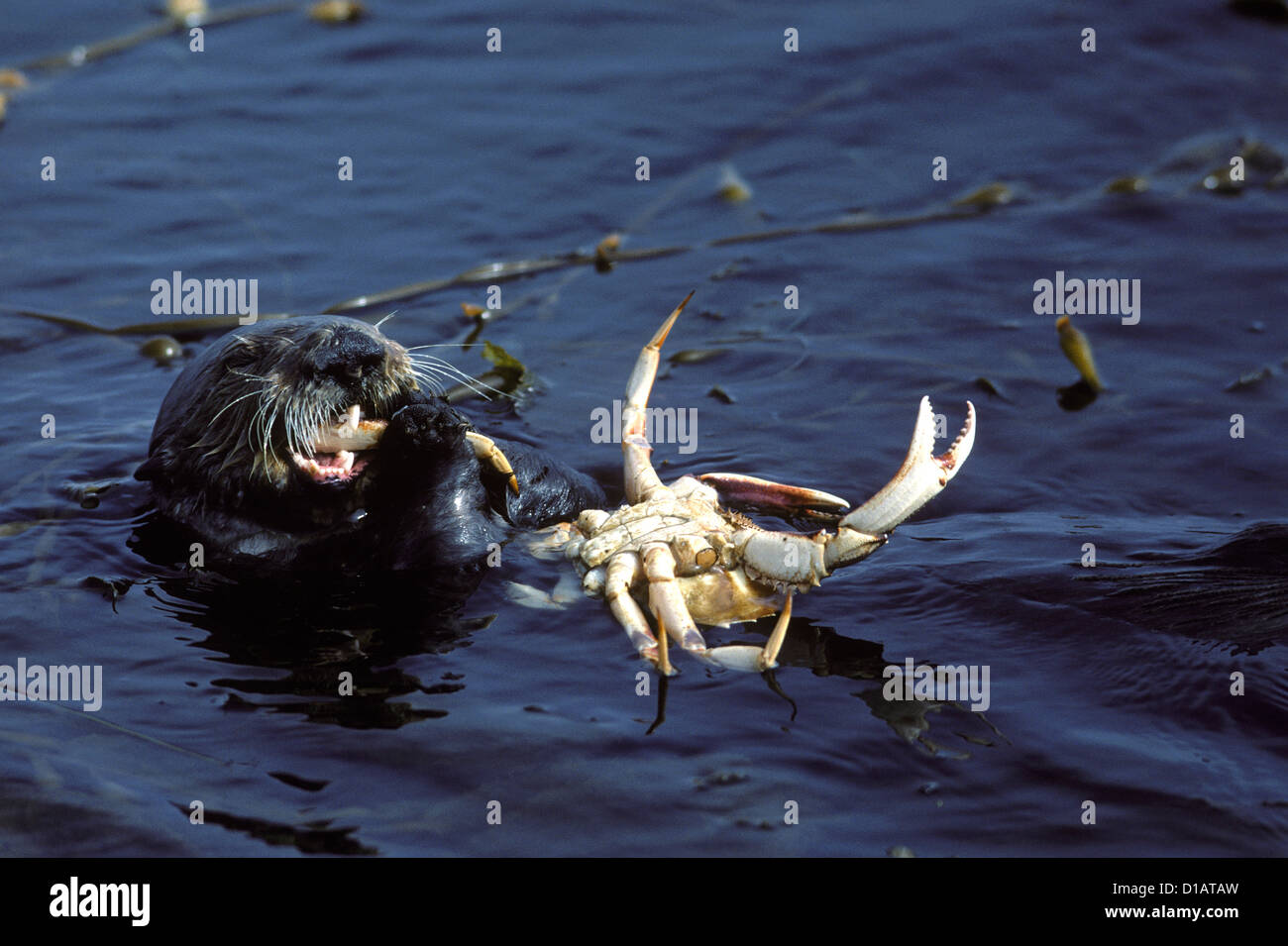 .Loutre de mer (Enhydra lutris).Il se nourrit de crabes..La baie de Monterey, Océan Pacifique, Californie, USA Banque D'Images