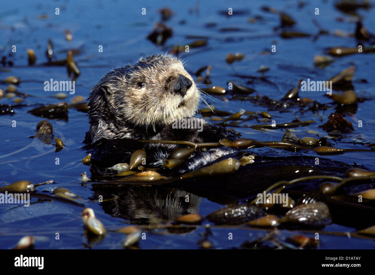 Loutre de mer se reposant dans un lit de varech.Enhydra lutris.La baie de Monterey, en Californie, l'Océan Pacifique Banque D'Images