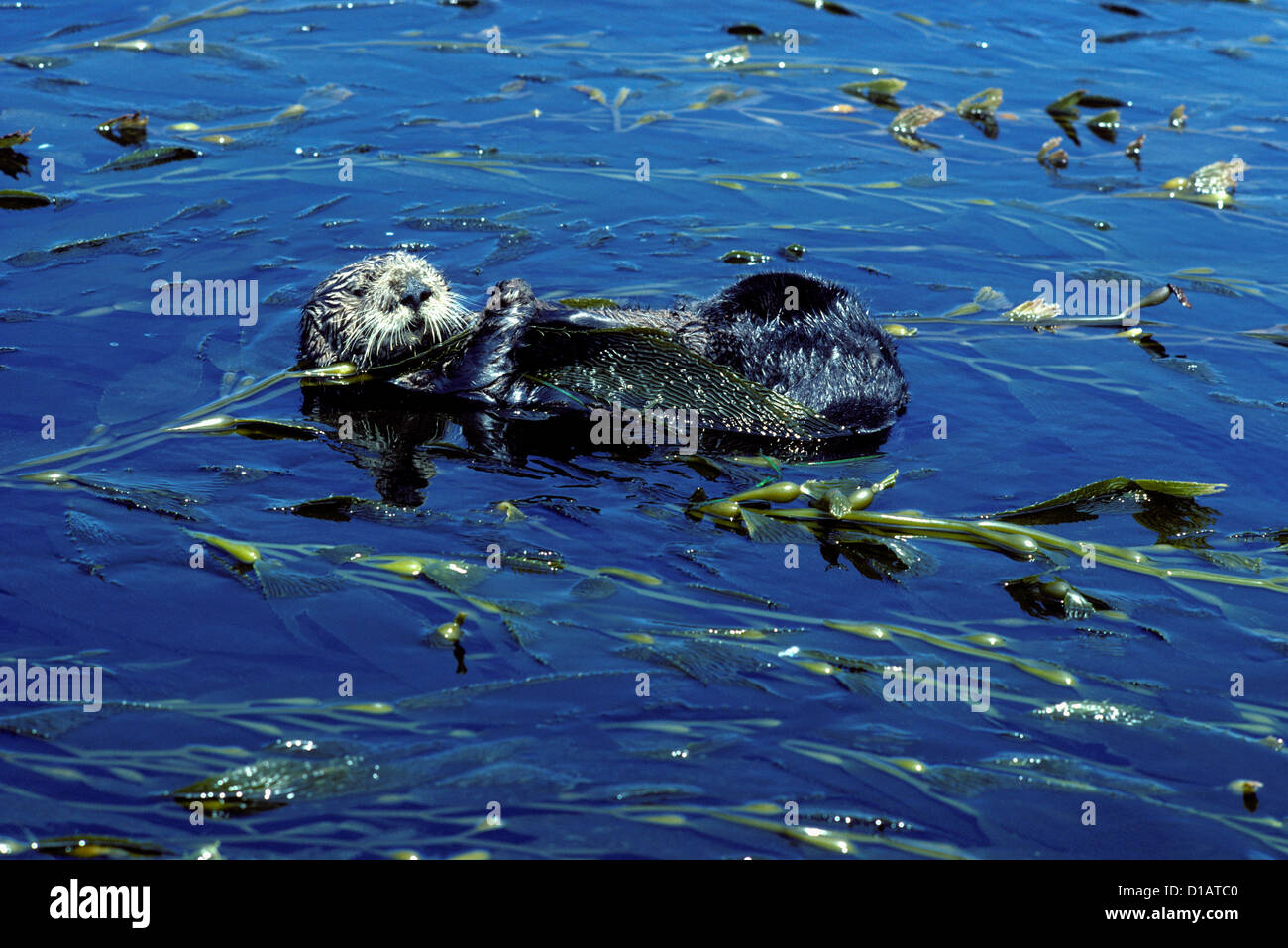 .Loutre de mer (Enhydra lutris). Loutre de mer se reposant dans le varech. La baie de Monterey, Californie, USA Banque D'Images