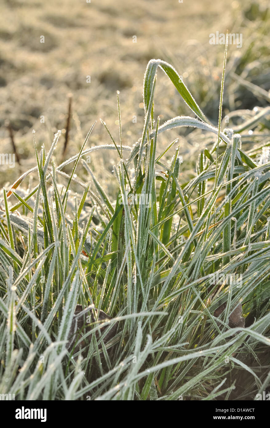 Brins d'herbe couverte de givre au crépuscule Banque D'Images