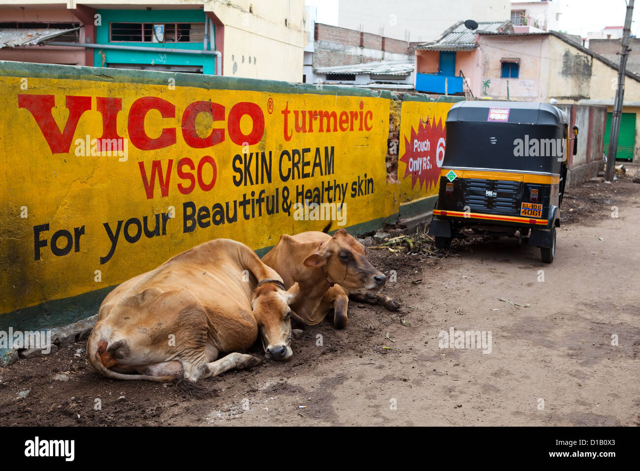 Vaches dans une rue de Mysore Banque D'Images