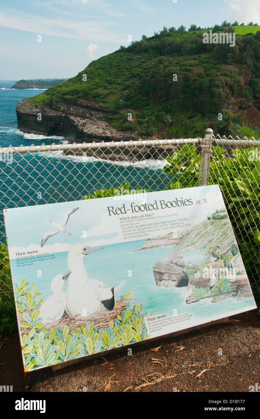 Fou à pieds rouges, signe de la faune aire naturelle le phare de Kilauea, Hawaii, île de Kauai Banque D'Images