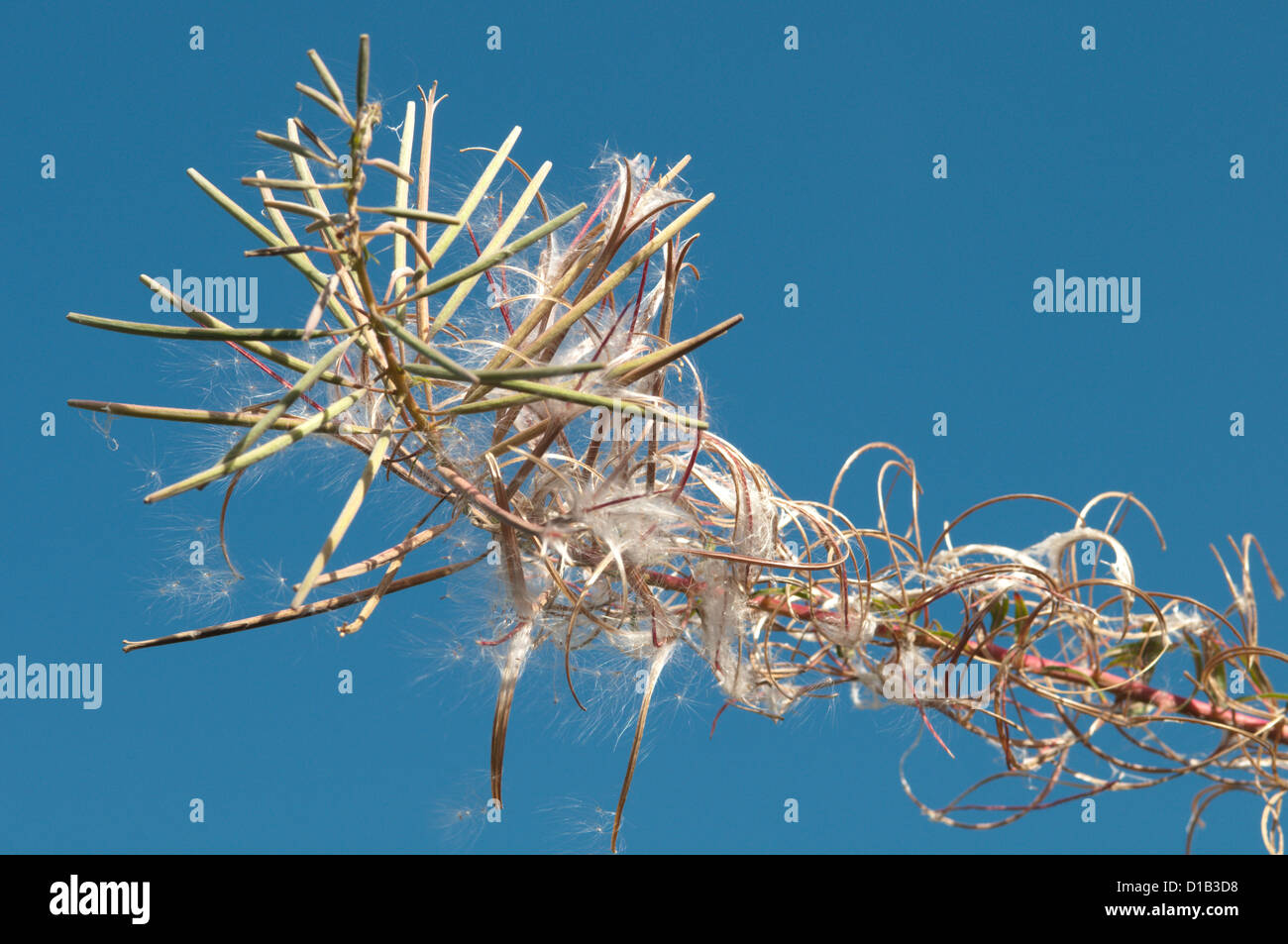 Rosebay willowherb [Chamerion angustifolium] seedhead. West Sussex, UK. Septembre. Banque D'Images