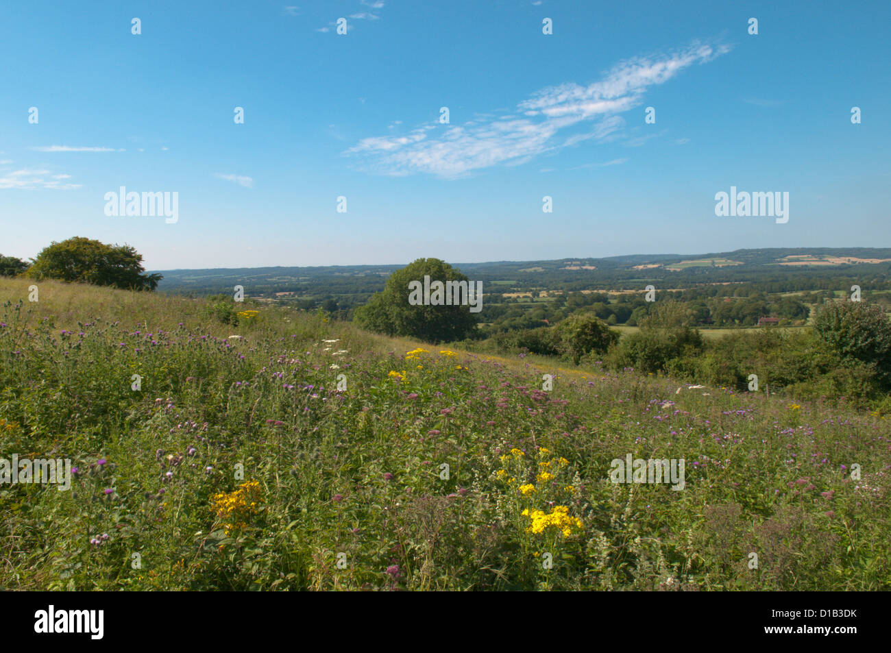 Vue nord-ouest de South Downs entre Cocking et sud Harting, West Sussex, UK. Juillet. Banque D'Images