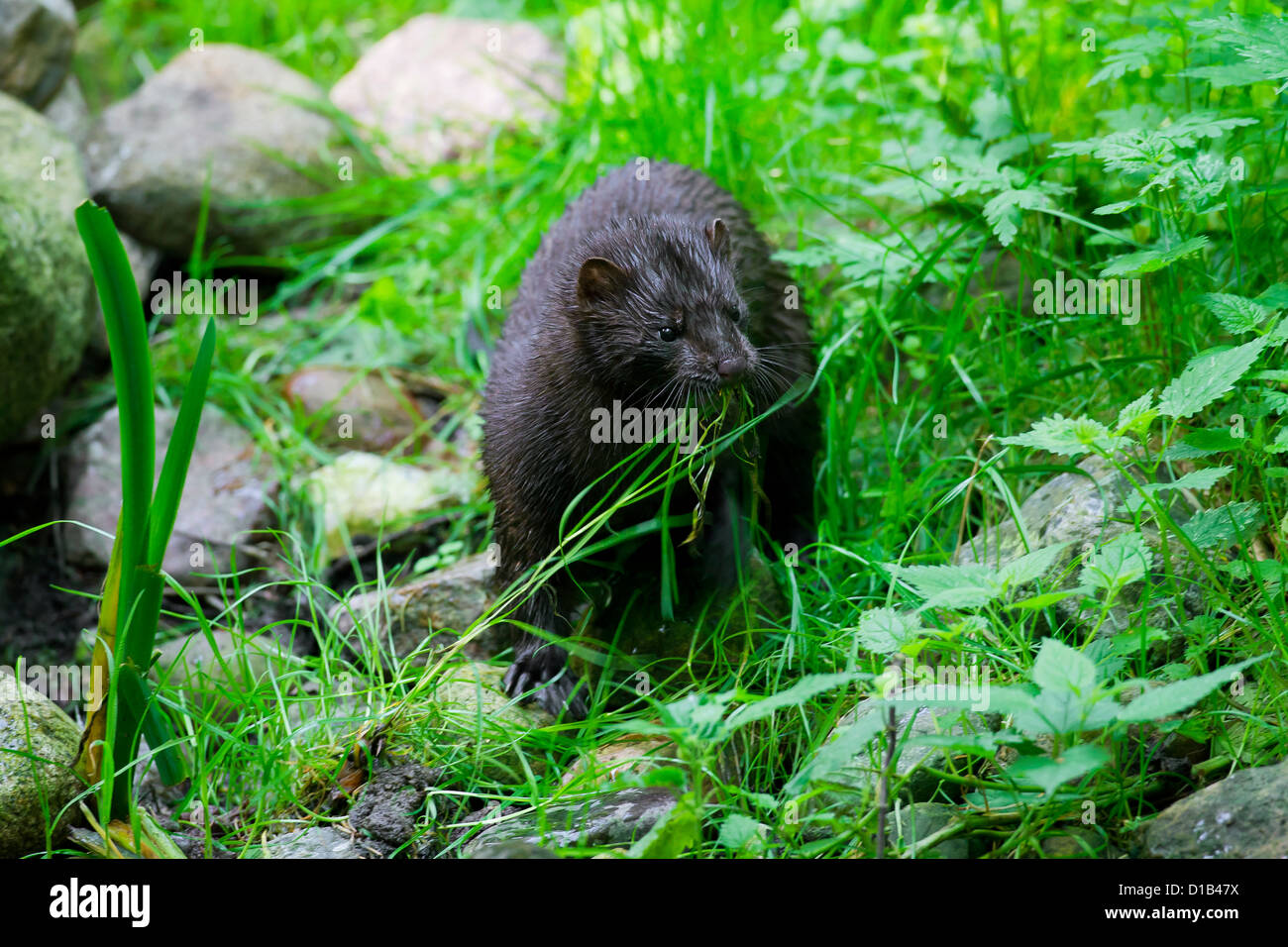 Vison d'Amérique (Neovison vison / Mustela vison), la martre d'indigènes de l'Amérique du Nord sur les bords de la rivière la collecte de l'herbe pour la construction du nid Banque D'Images