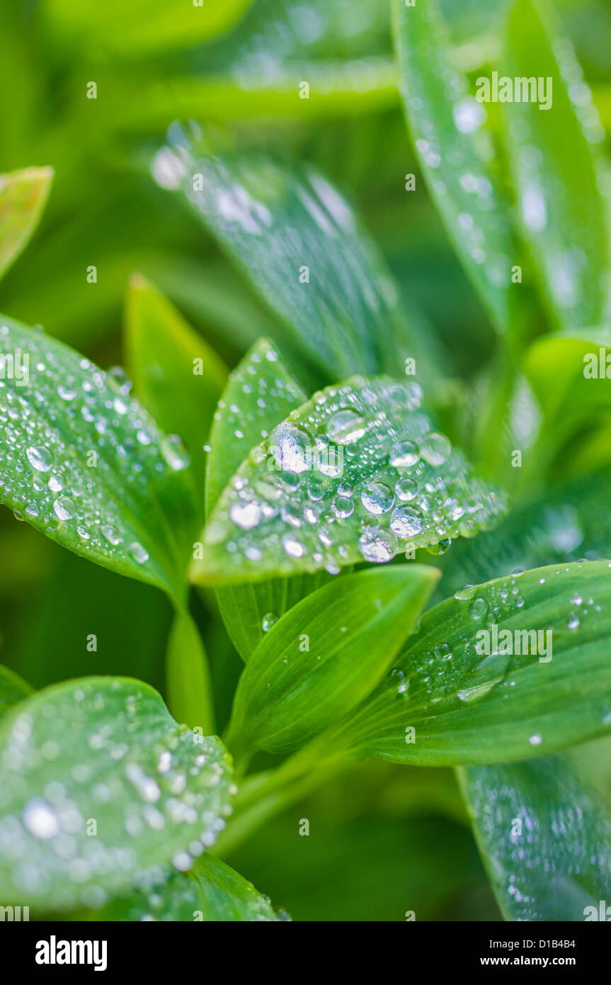 Les gouttelettes d'eau sur les feuilles des plantes avec beaucoup de couleurs Banque D'Images