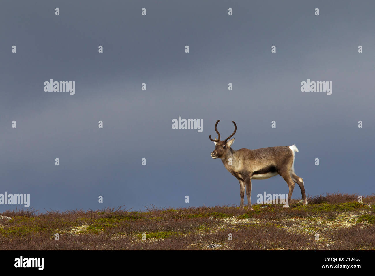 Le renne (Rangifer tarandus) avec dans la toundra en automne, Jämtland, Suède, Scandinavie Banque D'Images
