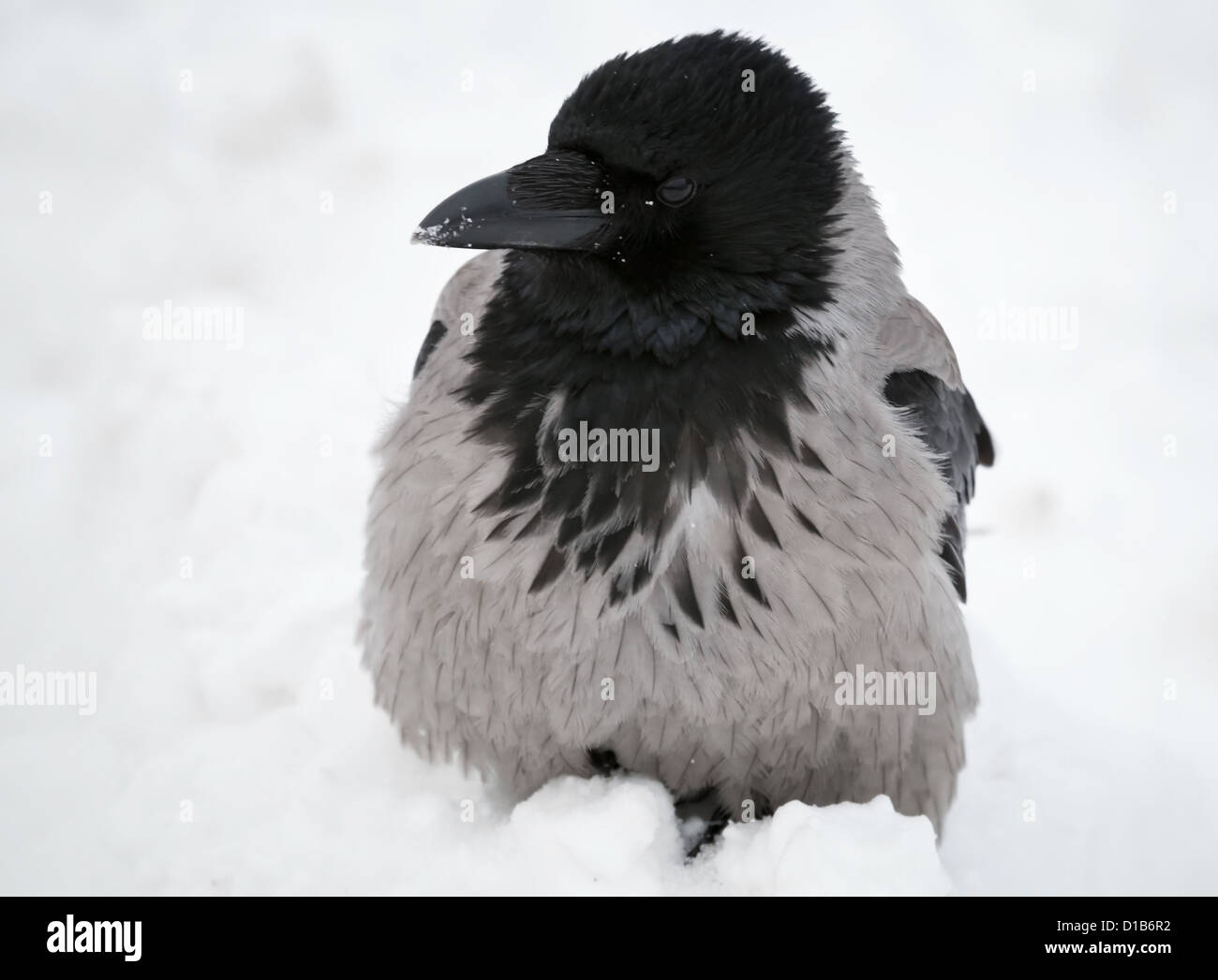 Grand corbeau gris siège dans la neige fraîche Banque D'Images