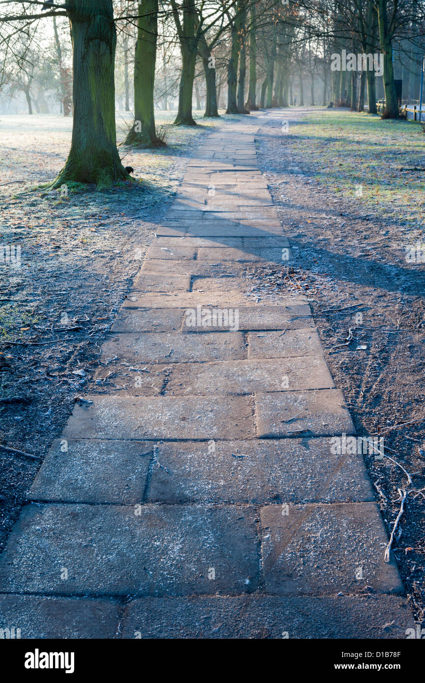 Un chemin bordé d'arbres sur le dos Cambridge UK dans winter sunshine Banque D'Images