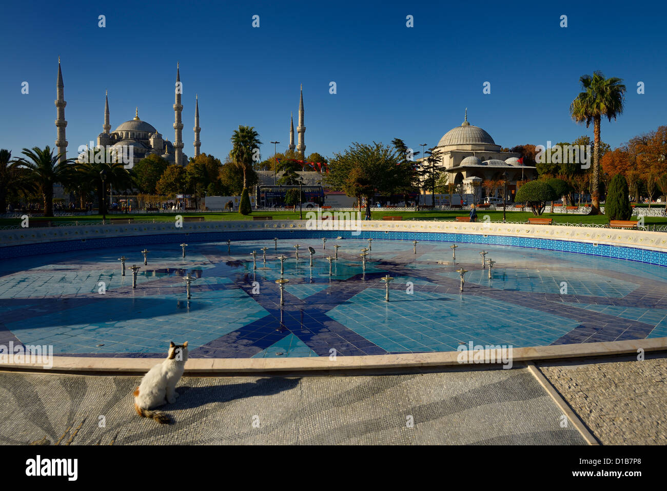 Feral cat à la piscine vide à et de la mosquée bleue et de la tombe du Sultan Ahmet tôt le matin, Istanbul Turquie Banque D'Images