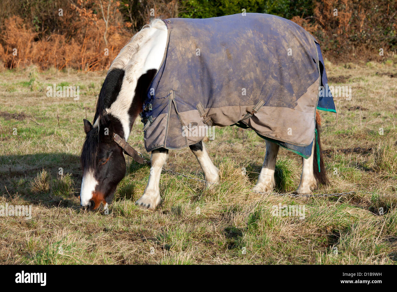 Couleur intégré gypsy horse, avec un bracelet en cuir autour du cou et il est lié à une chaîne, mange de l'herbe. Banque D'Images