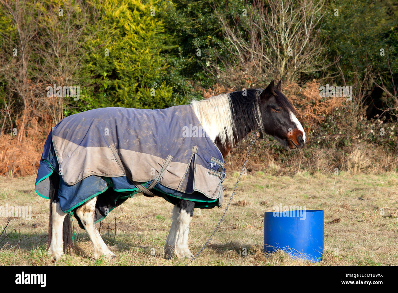 Attaché, coloré gypsy horse debout à côté d'un baril d'eau. Il a un bracelet en cuir autour de son cou et est attaché à une chaîne Banque D'Images