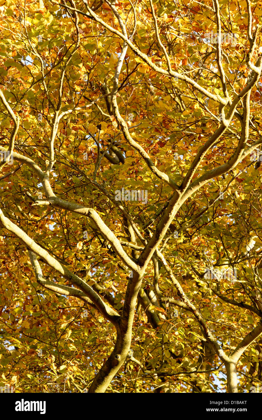 Un Beech tree en automne Banque D'Images