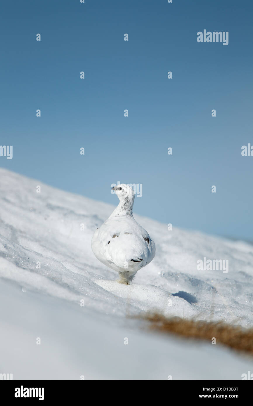 Le lagopède alpin (Lagopus mutus) femelle sur une colline couverte de neige Banque D'Images