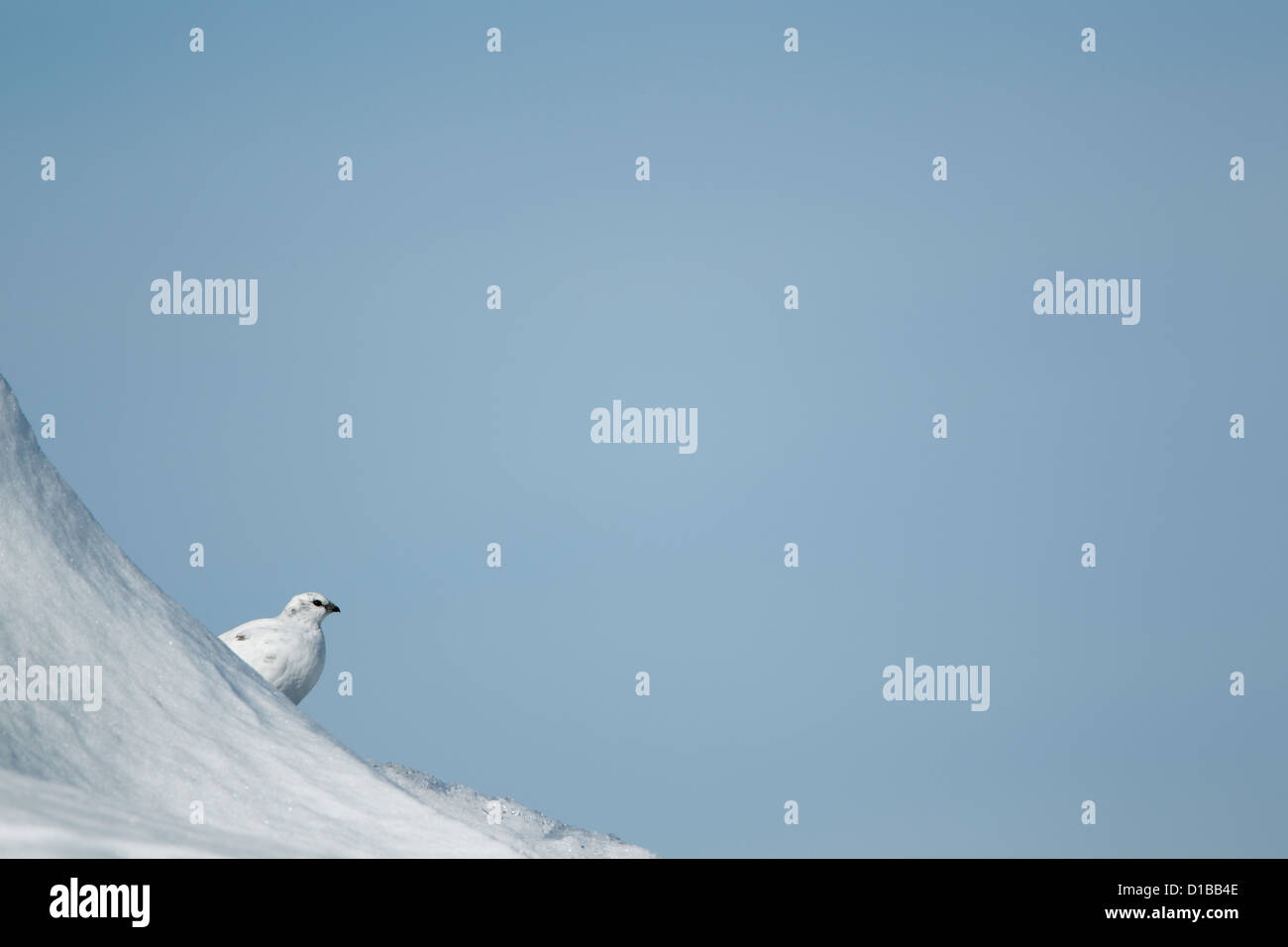 Le lagopède alpin (Lagopus mutus) femelle sur une colline couverte de neige partiellement masquée et à plus d'un banc de neige Banque D'Images