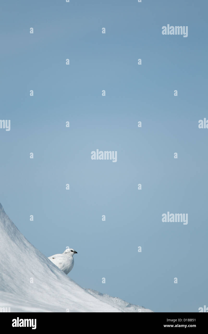 Le lagopède alpin (Lagopus mutus) femelle sur une colline couverte de neige partiellement masquée et à plus d'un banc de neige Banque D'Images