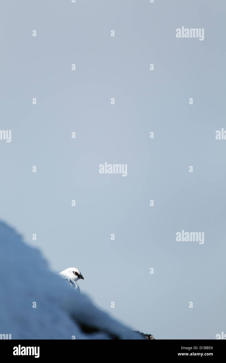 Le lagopède alpin (Lagopus mutus) mâle sur une colline couverte de neige partiellement masquée et à plus d'un banc de neige Banque D'Images