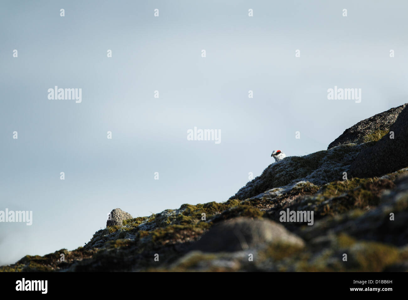 Le lagopède alpin (Lagopus mutus) mâle sur une colline couverte de neige partiellement masquée et à la recherche sur une arête rocheuse saupoudré de neige Banque D'Images