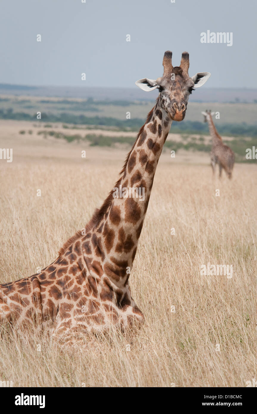 Girafe Masai couché dans l'herbe Banque D'Images