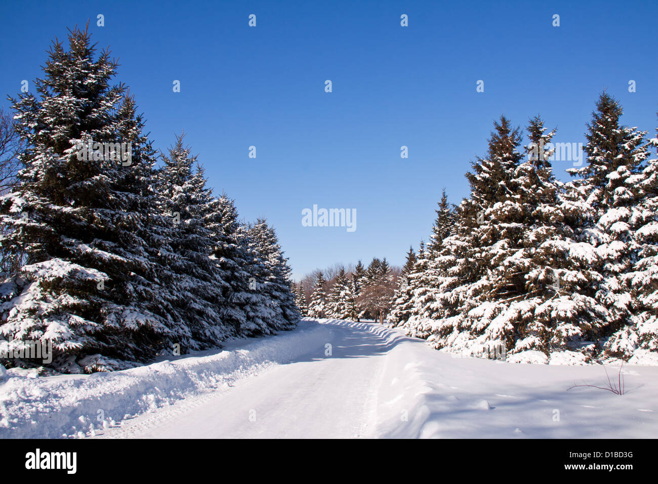 Paysage d'hiver avec beaucoup de neige et une route qui coupe la forêt de pins Banque D'Images