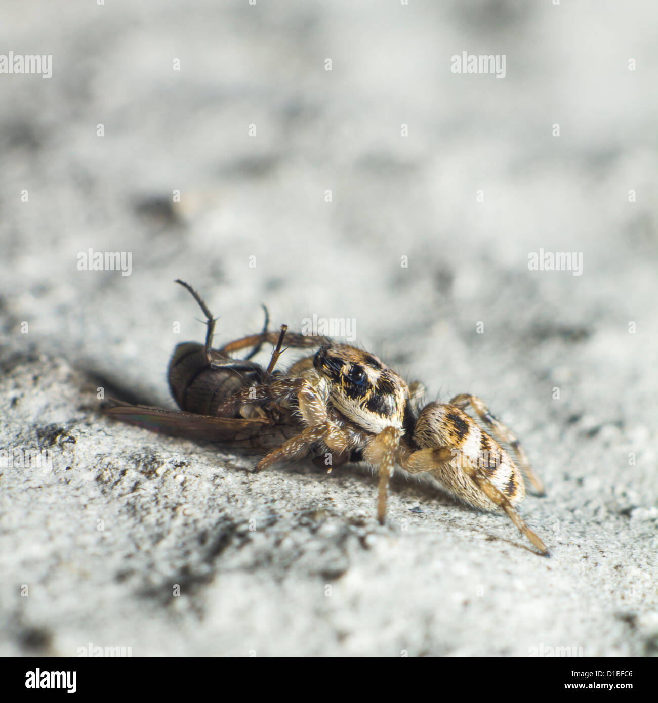 Thomisidae avec pris fly Banque D'Images