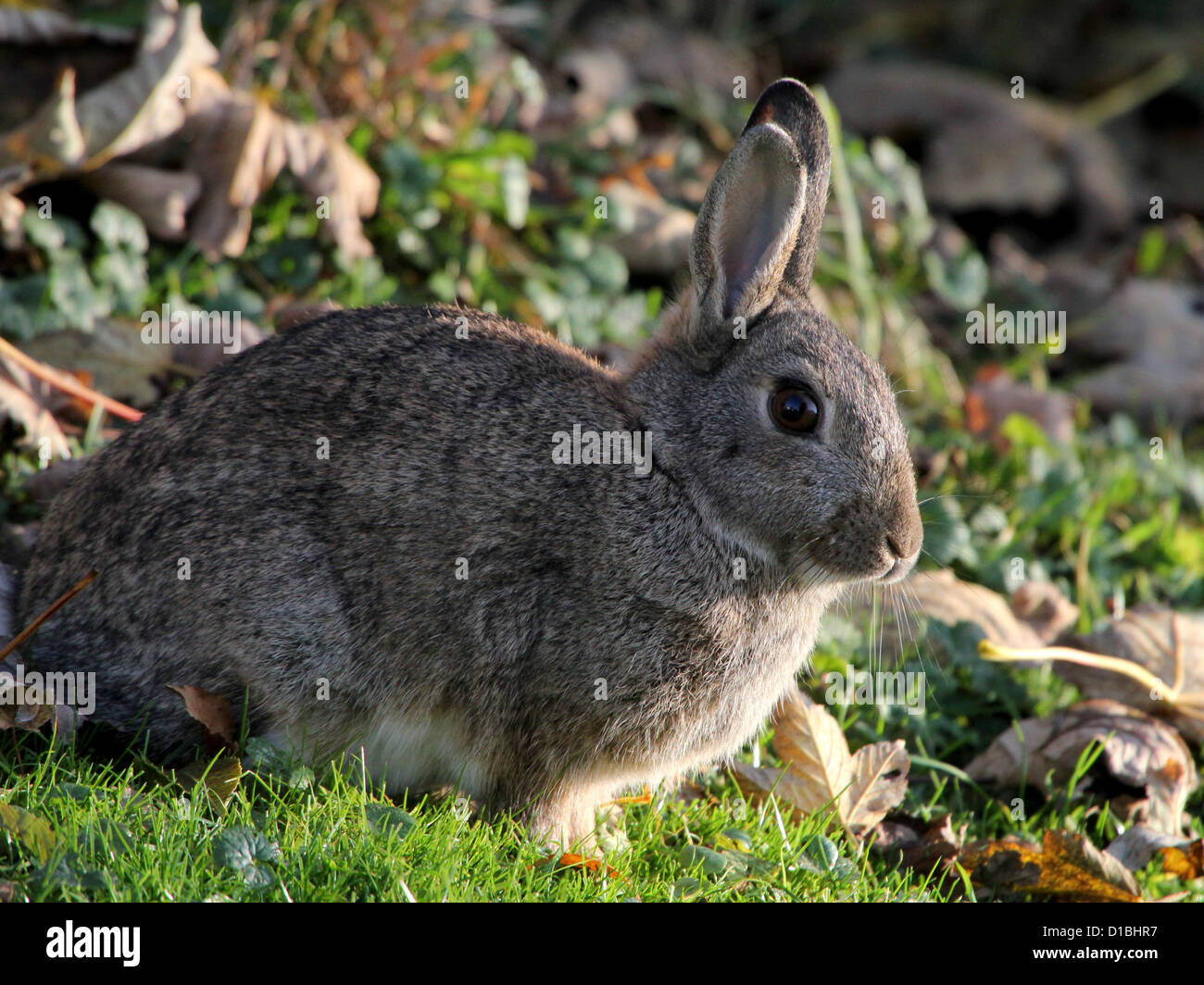 Portrait détaillé d'un lapin sauvage (Oryctolagus cuniculus) mange de l'herbe dans un pré Banque D'Images
