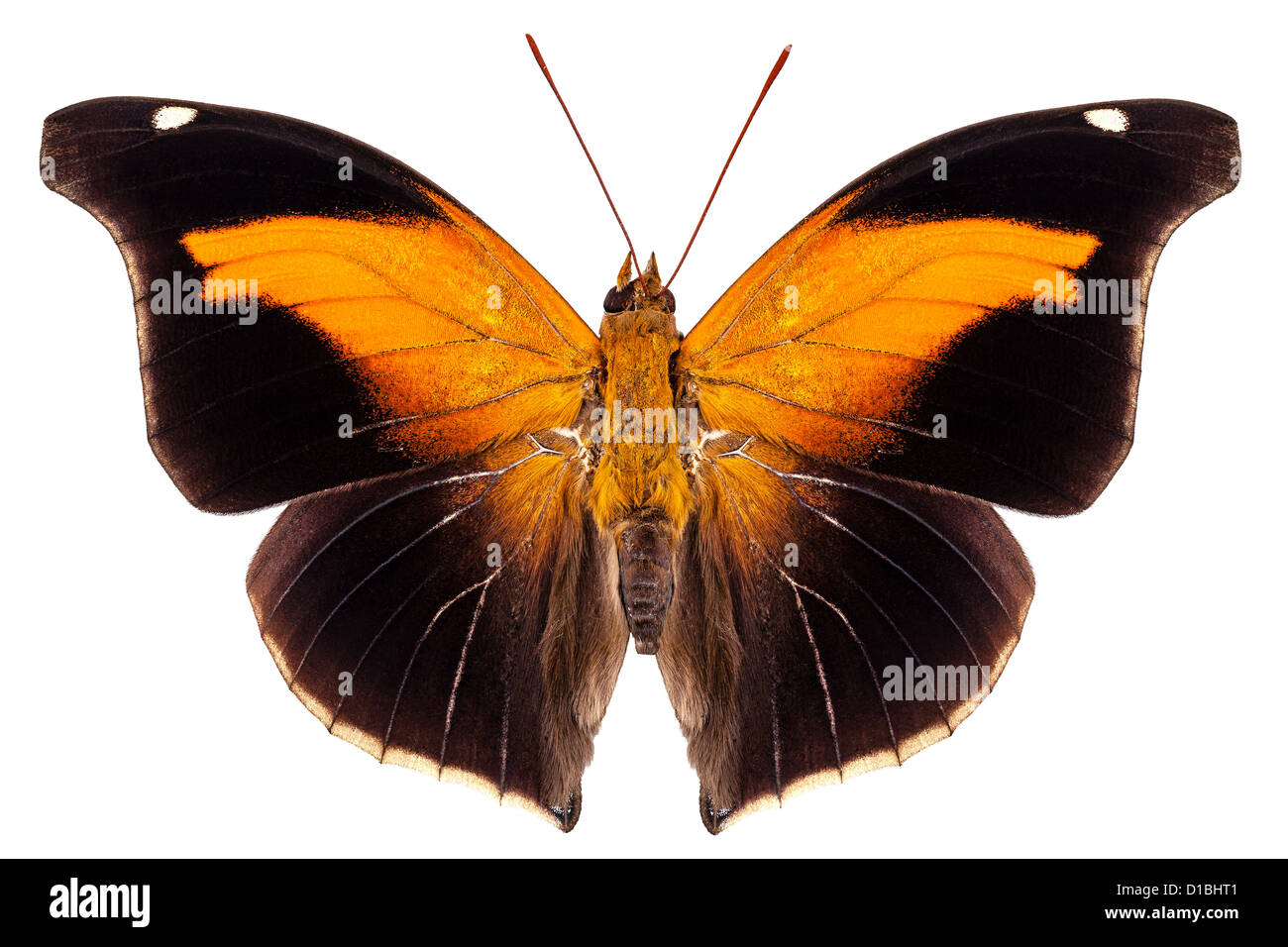 Historis odius orion espèce de papillon Banque D'Images
